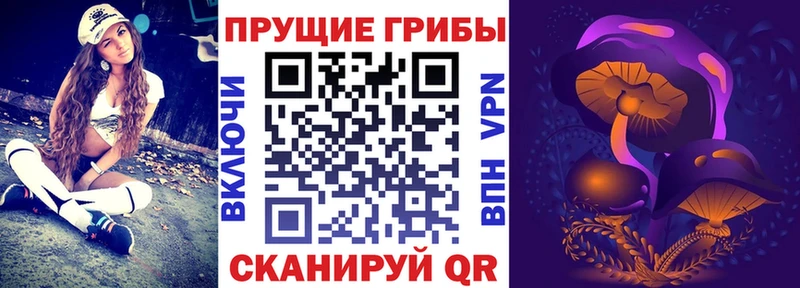 где найти наркотики  Курлово  Псилоцибиновые грибы Cubensis 